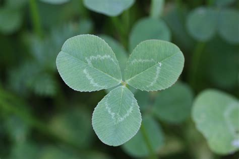 Red Leaf Clover Plant