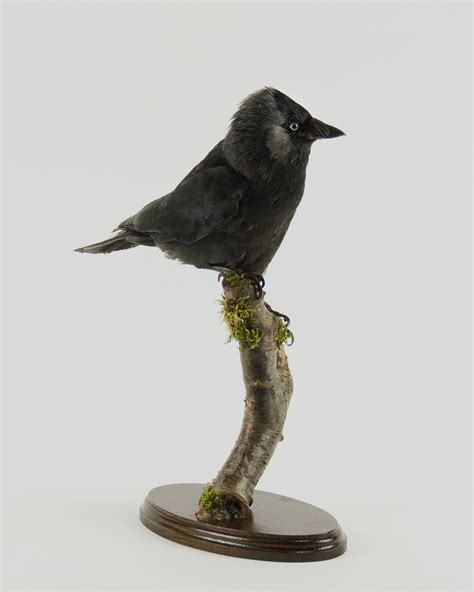 Taxidermy Jackdaw