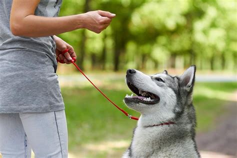 The Three Ds of Dog Training: Duration, Distance, and Distraction