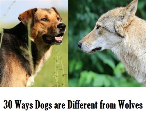 30 Fascinating Differences Between Wolves and Dogs - Daily Dog Discoveries