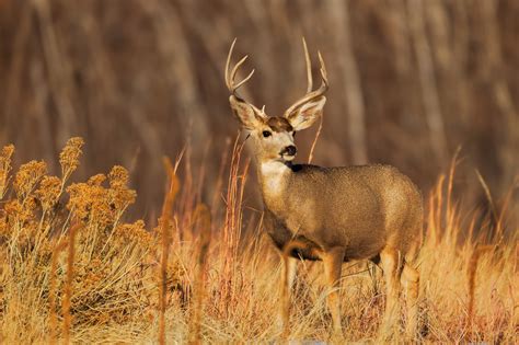 Mule Deer Buck In Tall Grass Fine Art Photo Print | Photos by Joseph C ...