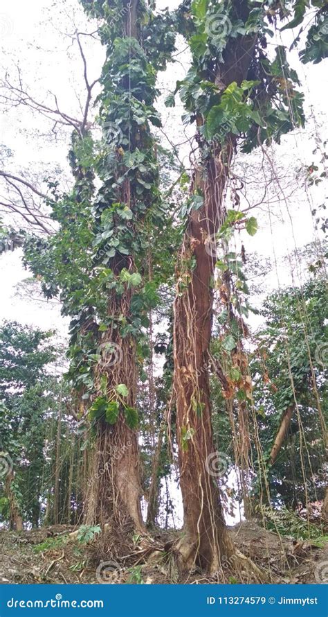 Tall Rainforest Trees Try To Get To The Sky - Pacific Rim Rain Forest ...