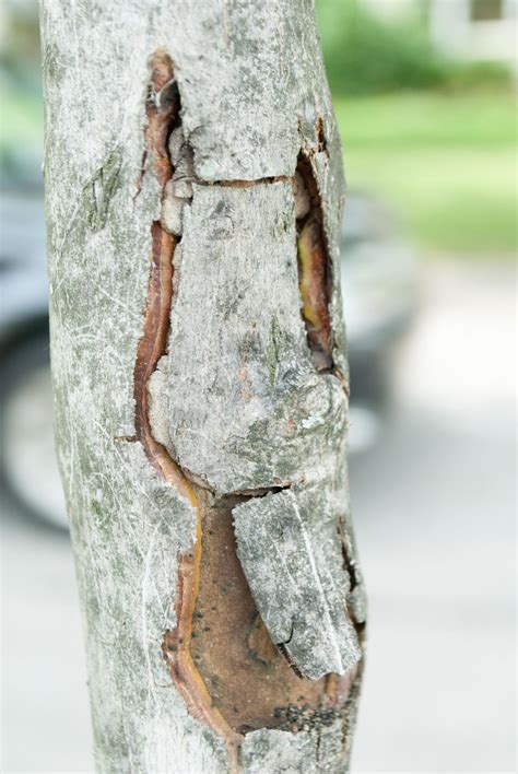 Maple Tree Bark Disease – Diseases On Maple Trunk And Bark - Dummer. ゛☀ - Garden Manage ...