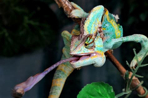 How do Chameleons Latch on to Prey Using Just Their Tongue? | Pitara ...