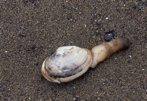 Clams - Bowen Island Conservancy