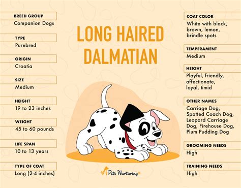 Long Haired Dalmatian: Facts, Temperament, Pictures, & More