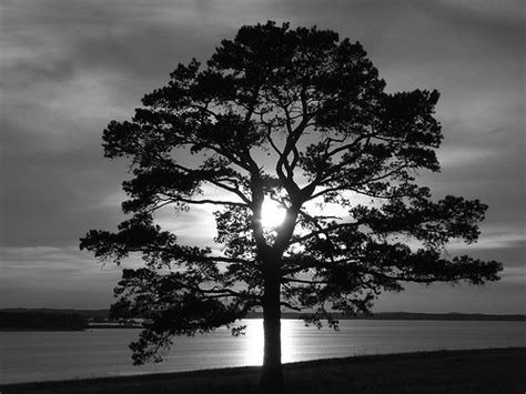 Tree # Large # Sunset # Romancer # River # Peaceful | Background, Sunset, Black and white