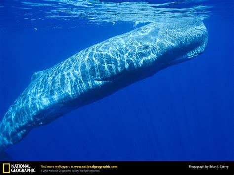 Sperm Whale Wallpaper and Background - Animals Town