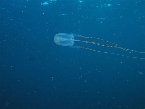 Real Monstrosities: Box Jellyfish