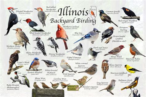 The Most Common Backyard Birds in Illinois – Nature Blog Network
