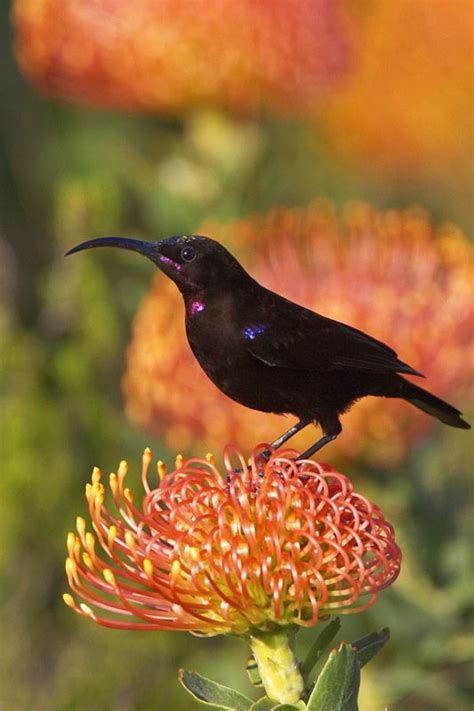 Chalcomitra amethystina - Amethyst Sunbird | South african birds, Pretty birds, Beautiful birds