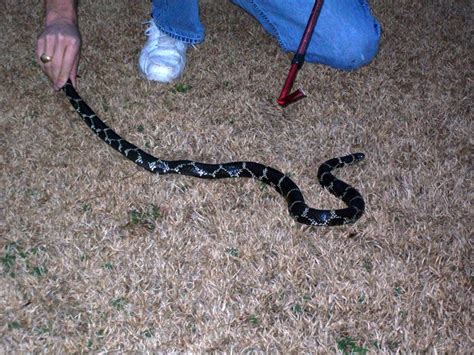 Snake Removal and Relocation - Eastern North Carolina Wildlife Services