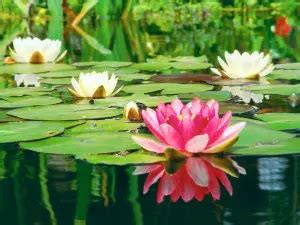 Aquatic Plants Facts | Types of Water Plants | Petal Talk