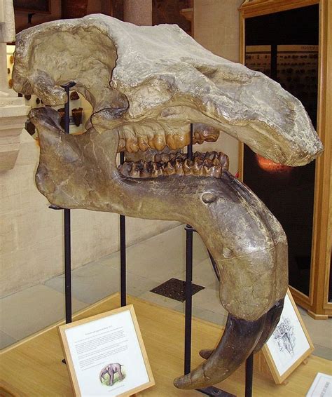 A skull of Deinotherium giganteum from the Oxford University Museum of Natural History ...