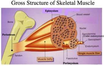 sarcolemma - Ask.com Image Search | Anatomy and physiology, Human ...