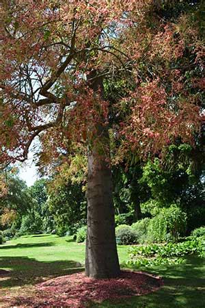 The Kurrajong Tree - Brachychiton populneus | Nurseries Online