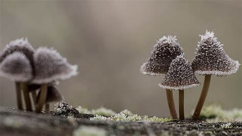 Macro, nature, mushrooms, HD wallpaper | Wallpaperbetter