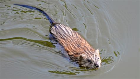 Muskrats | Cute Muskrat Swimming, Eating, and Playing in its Natural Habitat - YouTube