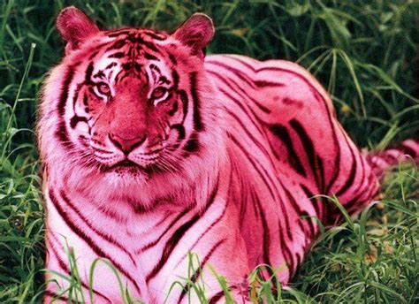 Pink Tiger | Bengal tiger, Tiger pictures, Endangered animals