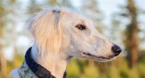 Long Face Dog – Dolichocephalic Dog Breeds