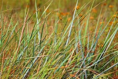 Premium Photo | Green and yellow grass texture