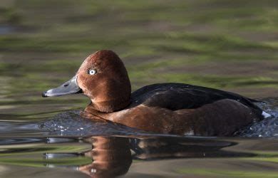 Duck Specialist Group » Europe