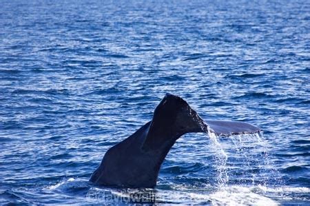 Sperm Whale, Kaikoura, Marlborough, South Island, New Zealand _ Physeter macrocephalus