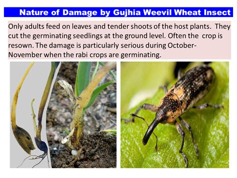 Nature of Damage by Gujhia Weevil Wheat Insect