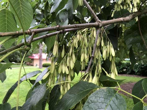 One Way to Save Ash Tree Species – Creating Conservation Plots — Indigenous Landscapes