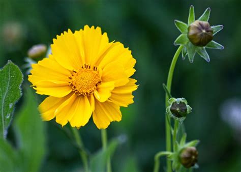 10 Flowers That Thrive in the Florida Summer Heat - OpenHouse Home ...