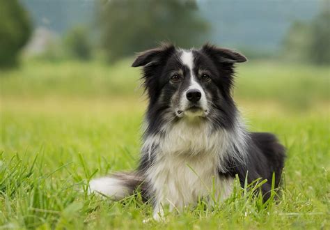 Medium Border Collie Black And White Dog Breeds - bmp-urban