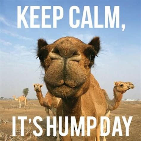 Keep Calm, It's Hump Day Pictures, Photos, and Images for Facebook, Tumblr, Pinterest, and Twitter