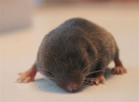 Baby mole. | Baby mole, Baby animals, Animals beautiful