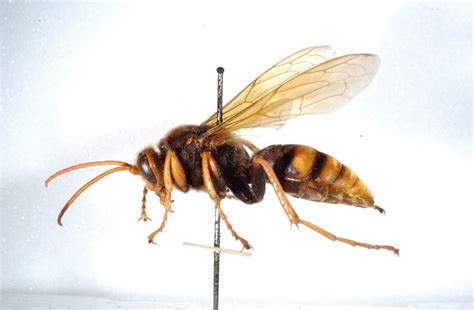 Cicada-killer wasps - The Australian Museum