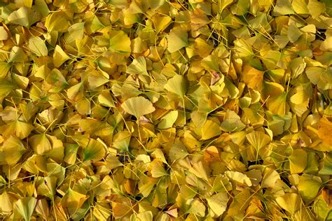 Free photo: Ginkgo biloba leaves - Autumn, Biology, Dendrology - Free Download - Jooinn