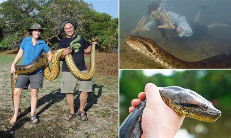 World's biggest snake is discovered in the Amazon rainforest | Daily Mail Online