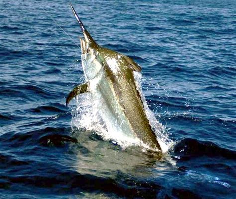 Black Marlin – "OCEAN TREASURES" Memorial Library