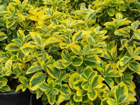 Euonymus Fortunei 'Emerald Gold' - Pépinière Richard St-Aubin