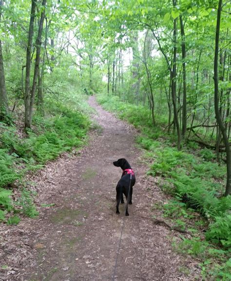 5 Best Dog-Friendly Hiking Trails in La Crosse, WI - Pawsitively Intrepid