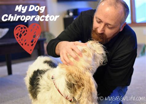 Does Your Dog Need A Dog Chiropractor? - My GBGV Life