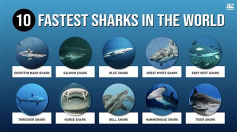 The 10 Fastest Sharks in the World - A-Z Animals