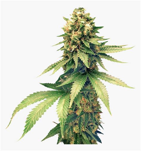 Bud - Cannabis Png, Transparent Png - kindpng