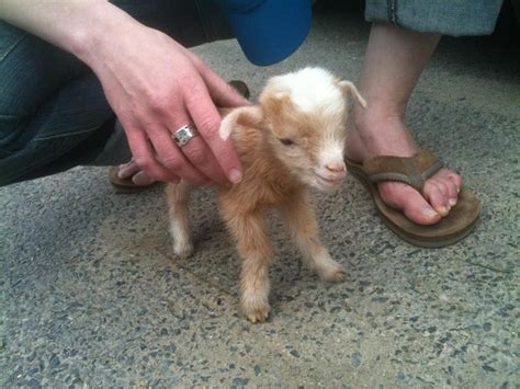 68 best Baby goats images on Pinterest | Baby goats, Farm animals and ...