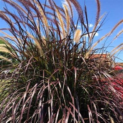 1 Gal. Rubrum Purple Fountain Grass-21941 - The Home Depot