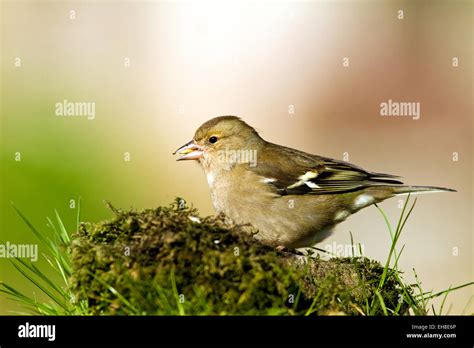 Chaffinch eggs hi-res stock photography and images - Alamy