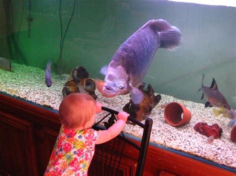 √ Giant Gourami Aquarium | Fischlexikon