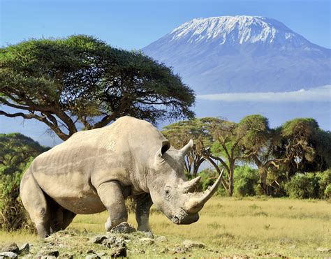 Rhino in front of Kilimanjaro mountain - Amboseli national park Kenya ...