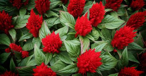 Celosia (Celosia) – A to Z Flowers