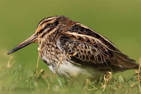 Wanstead Birder: Jack Snipe wins Award