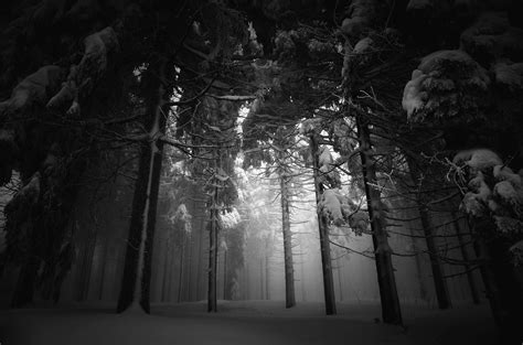 Dark forest | Dark forest, Night shadow, Forest